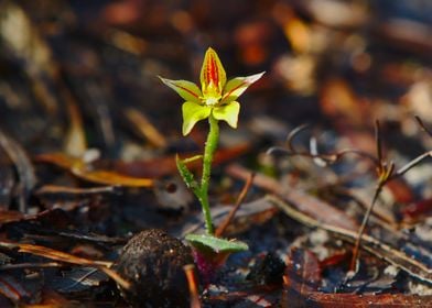 A cowslip orchid