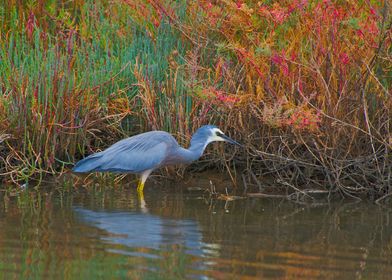 White Faced Heron