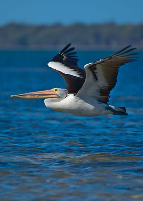 A pelican in flight