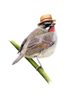 Siberian rubythroat