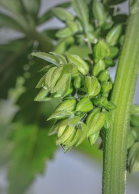 Male cannabis plant