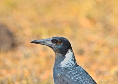 Magpie profile