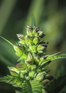 Male cannabis plant