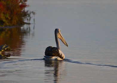 Pelican on a lake at dawn