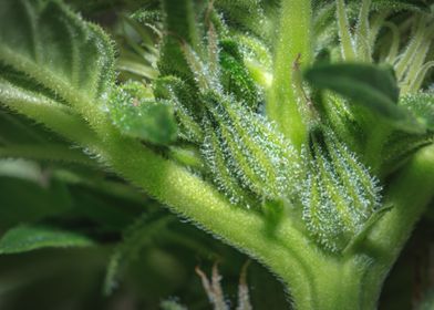 Male cannabis plant