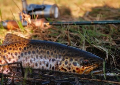 Wild Brown trout