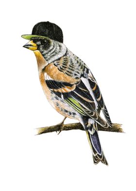 Brambling