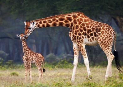 Giraffe Giraffes Africa