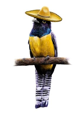 Violaceous trogon