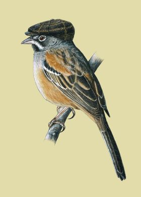 Bridled Sparrow