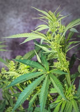 Male cannabis plant