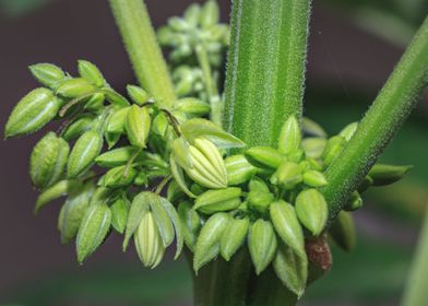 Male cannabis plant