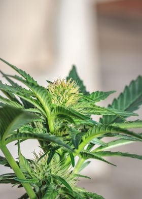 Male cannabis plant