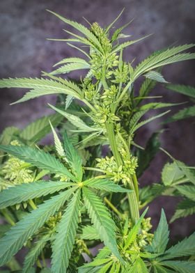 Male cannabis plant