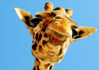 Giraffe 