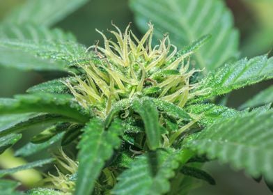 Female marijuana plant