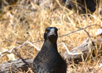 Magpie looking straight