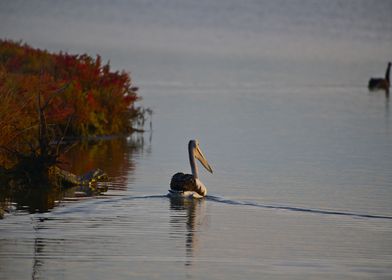 Pelican on a lake at dawn