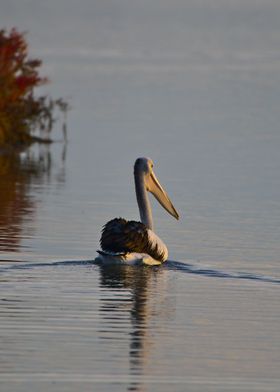 A pelican at dawn portrait