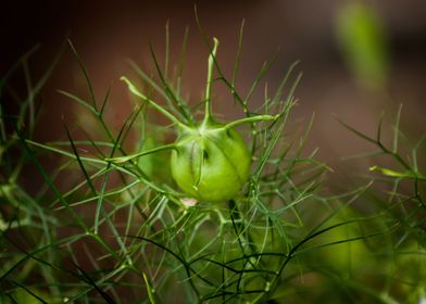 Nigella Seedpod