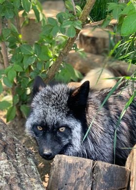 Laura rescued fox