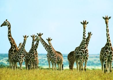 Giraffe Giraffes Africa