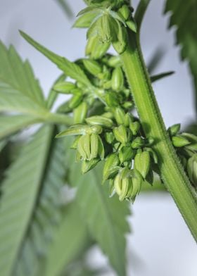 Male cannabis plant