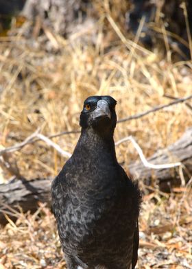 Magpie staring straight