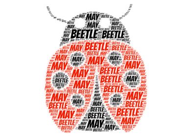 May Beetle Word Cloud