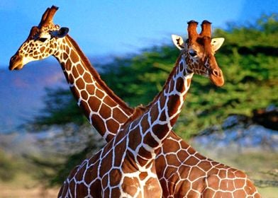 Giraffe Giraffes Africa