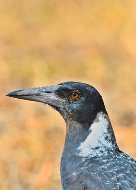 Profile of a magpie