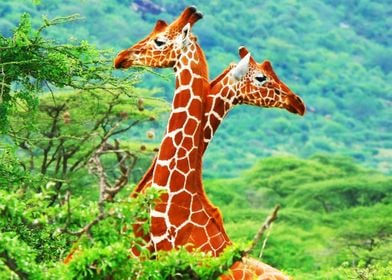 Giraffe Couple