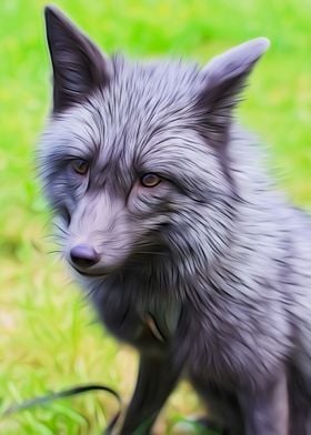 Silver Fox