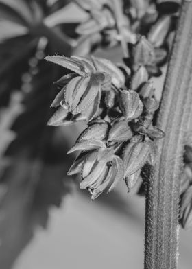 Male cannabis plant