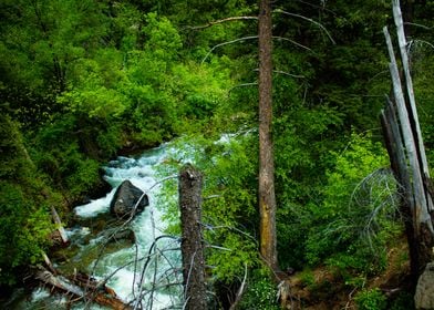 River through the woods