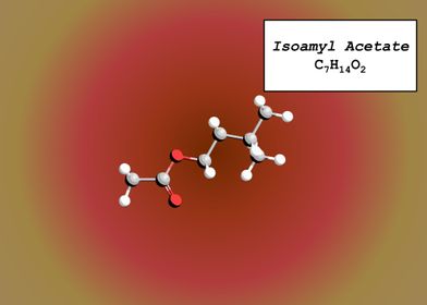 Isoamyl Acetate