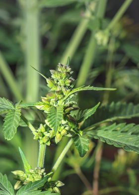 Beautiful male Cannabis