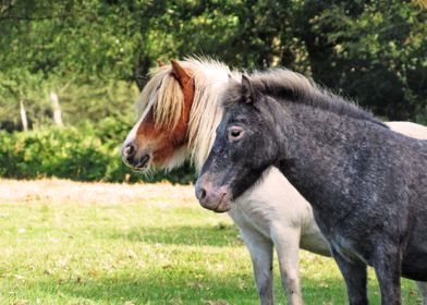 Shetland duo