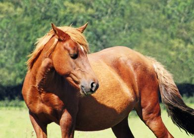 New forest pony