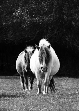 Podgy ponies