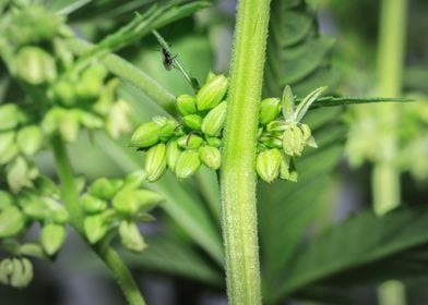 Beautiful male Cannabis