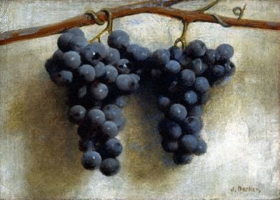 Joseph Decker Grapes