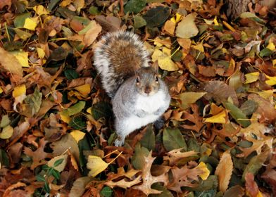 Squirrel in Central Park