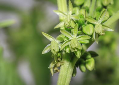 Beautiful male Cannabis