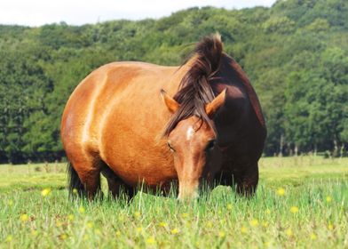 New Forest pony