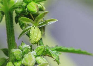 Beautiful male Cannabis