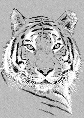 Beautiful Sketch Tiger