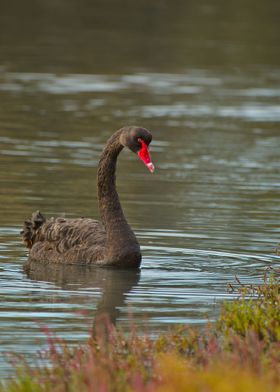 Black swan  portrait