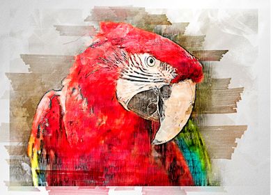 Red parrot watercolor