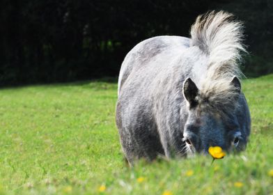 Shetland pony